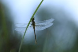 Libellules - Dragonflies and Damselflies