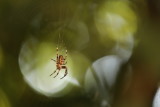 Araignées - Spiders