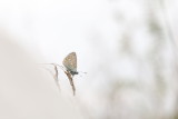 Papillons - Butterflies of our region