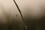 Insectes