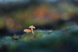 Champignons - Mushrooms