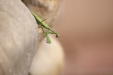Its always a great pleasure to discover a little mantis in my garden!