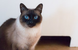 Old Blue Eyes