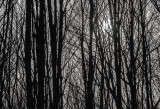 Millions of Lines in the Deep Dark Woods
