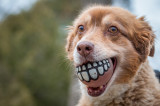 Dogs At Play