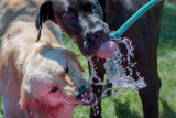 Enjoying a Drink From the Garden Hose