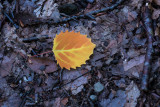 A Little Leaf 
