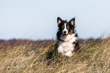 Bouncing Through the Sea Grasses