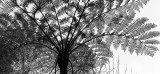 Branching Out