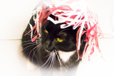 Put On Your Party Hat