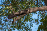 The Long Necked California Tree Gator