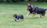 Dogs At Play