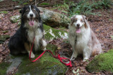 Dogs At Play