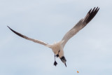 Seagulls