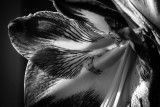 Flowers In Black And White