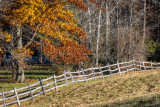 Fence Line Along Changing Trees