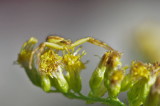 insects