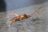 insectes 2