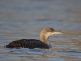 Black-throated Diver