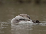 Black-throated Diver