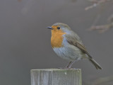 Robin