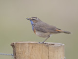 Bluethroat