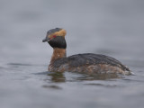 Slavonian Grebe