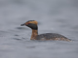 Slavonian Grebe