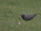 Common Starling