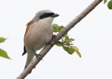 Red-backed Shrike 