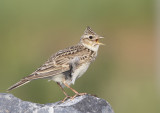 Sky Lark