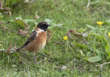 Common Stonechat