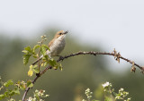 Red-backed Shrike