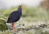 Rare Birds in the Netherlands 2021 by Co van der Wardt