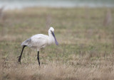 Eurasian Spoonbill