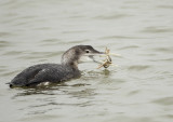 Yellow-billed Loon