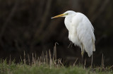 Great White Egret