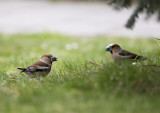 Hawfinch