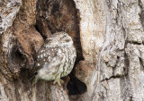 Little Owl