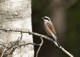 Red-backed Shrike