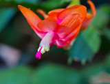 Christmas Cactus Flower