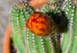 Cactus Flower