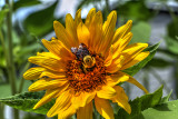 Sunflower With Bee
