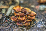 Mushroom Cluster