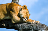 Sleeping Lioness, II