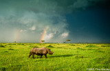 Rhinoceros with Rainbows
