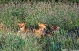 Lion cubs, Panthera leo