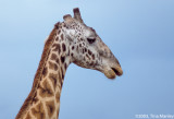 Maasai Giraffe, Giraffa camelopardalis