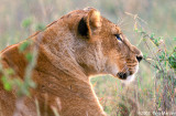 Female Lion, Panthera leo