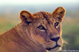 Female Lion, II